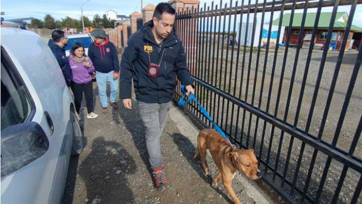 PDI ejecutó rescate de perro abandonado en vivienda del Barrio Sur