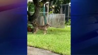 Video captures brief sighting of coyote in Hollywood neighborhood