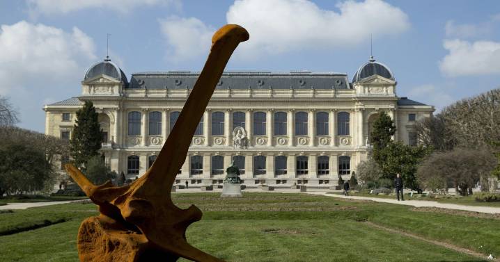 Gold worth $700,000 stolen from Paris's Natural History Museum amid string of similar heists