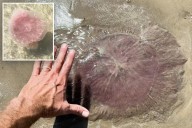 'Pink meanie' jellyfish with 70-foot tentacles seen in Texas