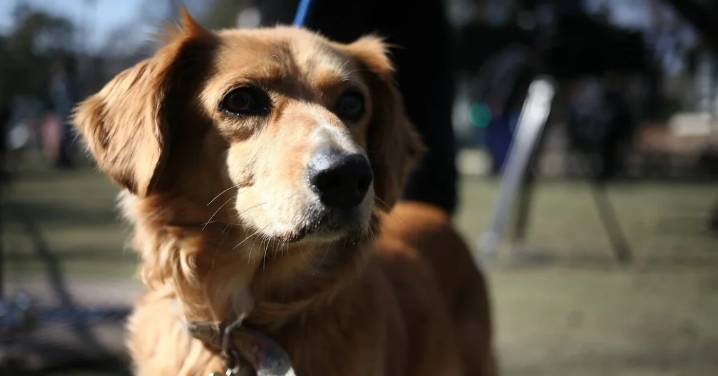 Fiestas Patrias: Qué alimentos no deben consumir las mascotas y cómo impactan en su organismo