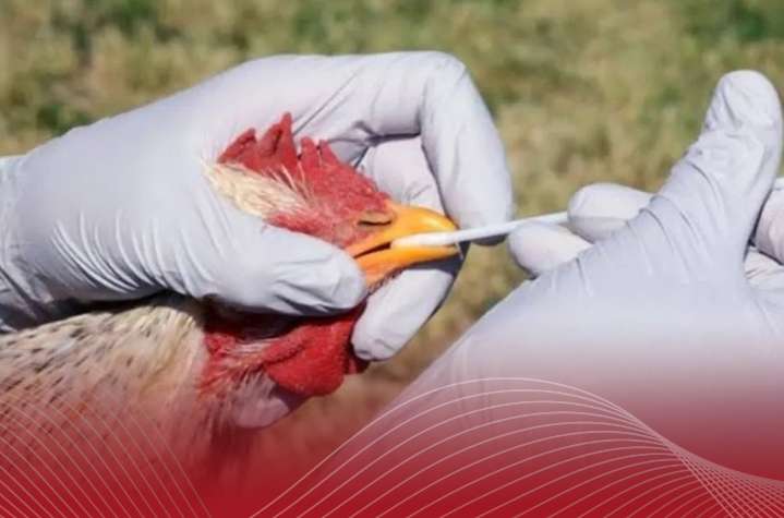 Confirman brote de influenza aviar H5 en Tamaulipas
