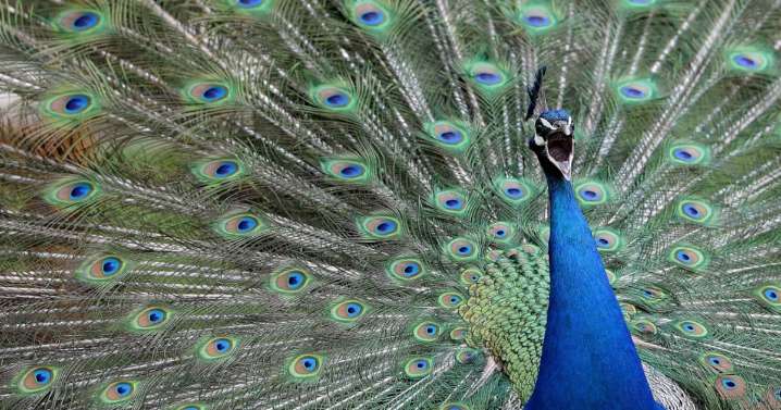 Florida man killed, ate pet peacocks
