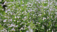 The Fast-Growing Flowering Perennial That Makes The Perfect Filler Plant