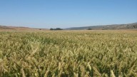 Qué volumen de negocio generó el sector agrario en Aragón