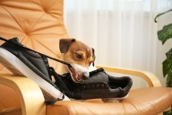 Dear Abby: Should I tell my ex’s family the dog he dumped on them has a biting history?