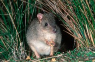 These little bettongs were wiped out in South Australia a century ago. Now they’re thriving alongside foxes and feral cats