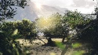 The Classic Mediterranean Fruit Tree You Can Grow In Sandy Soil