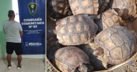 Santiago del Estero: detienen a un hombre por traficar tortugas