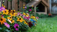 Ni petunias ni begonias: cuál es la planta con flor más colorida para esta época del año