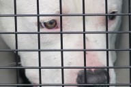 Waldorf man faces animal cruelty, possible dogfighting charges