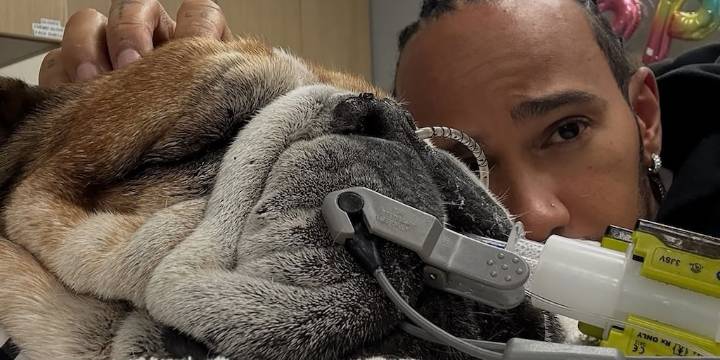 El dolor de Lewis Hamilton tras revelar que su perro Roscoe está en coma: “No sabemos si va a despertar de esto”