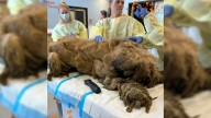 Rescuers In Utah Shave Away Years Of Neglect And Discover A Whole New Dog