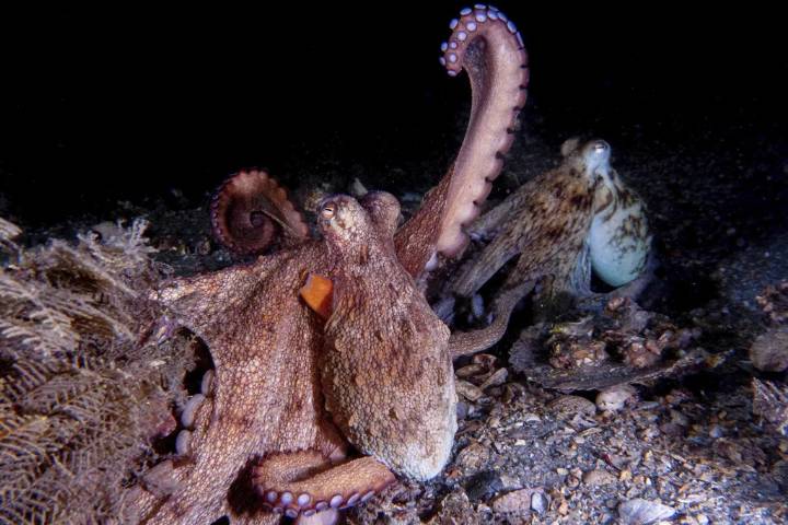Los pulpos tienden más a explorar con sus brazos frontales, según estudio