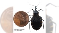 Deadly disease caused by blood-sucking insects spreading in US, CDC says