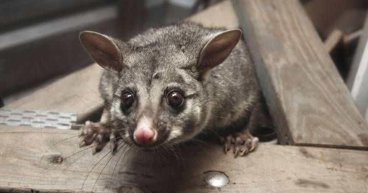 How to prevent possums making your house their home