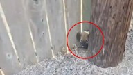 Texas Woman Spots Abandoned Puppy Near Road, Then A Second One Appears Out Of Nowhere