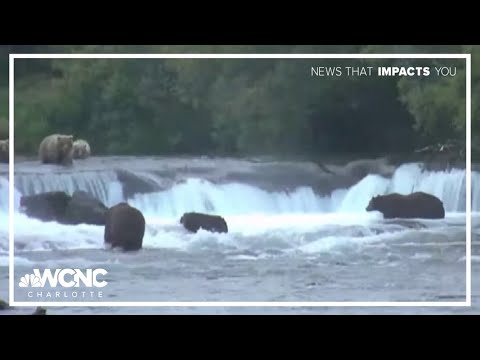 Fat Bear Week to kick off in Alaska