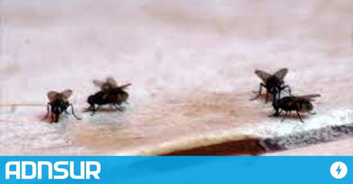 16:46 Moscas en la casa: ¿Cuál es el truco casero más eficaz para ahuyentarlas y que no molesten más?