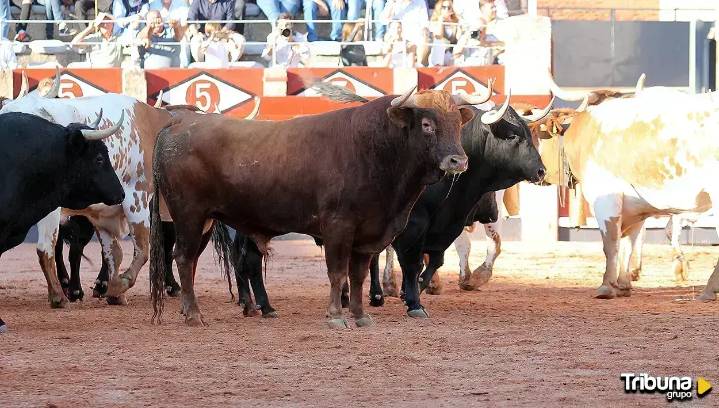 Los Vellosino se llevan la ovación más unánime en el desenjaule que da inicio a la Feria Taurina de Salamanca