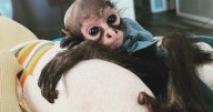 Pelican Bay Police seek court decision on fate of Abu, the spider monkey, amid safety and legal concerns
