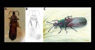 99-million-year old bugs played key role in plant pollination