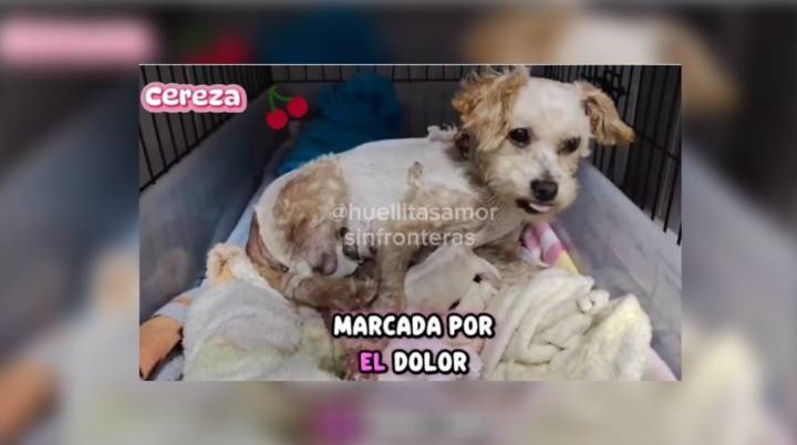 Presentan a 'cerecito', único cachorro sobreviviente de 'Cereza', perra rescatada tras explosi...