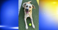 Pet of the Week: Bruno