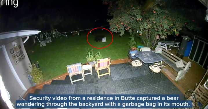 Bear takes refuge in a tree in Butte neighborhood