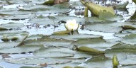 NY DEC removes invasive plants in Lake Champlain