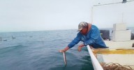 Pescadores de San Felipe denuncian afectaciones por vedas y medidas de conservación