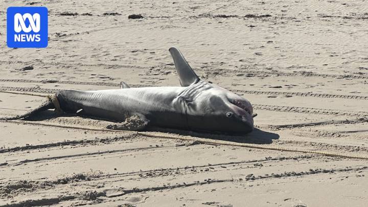At least three shark deaths linked to algal bloom, investigations show