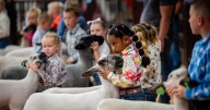 Growing up 4H at the county fair