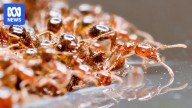 Central Queensland included in fire ant biosecurity zones