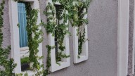 How To Get Rid Of Creeping Fig Once And For All