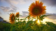 The Best Way To Harvest Seeds From Your Sunflower Plant