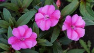 Como las alegrías del hogar, pero más grande: la planta de flores vistosas que exige riego diario