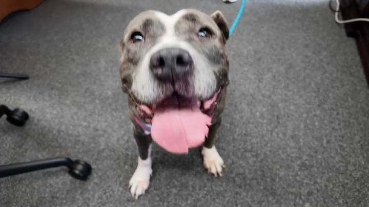 Prisoners help abandoned dogs find forever homes