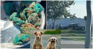 Vecinos de Mérida denuncian envenenamiento masivo de perritos en Gran San Pedro Cholul