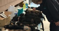 Anuncian campaña gratuita de estilización de mascotas en el Poblado Venustiano Carranza