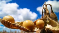 La Unión Europea postergaría un año la ley antideforestación sobre granos y carnes