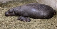 Nace hipopótamo pigmeo en el zoológico John Ball de Grand Rapids