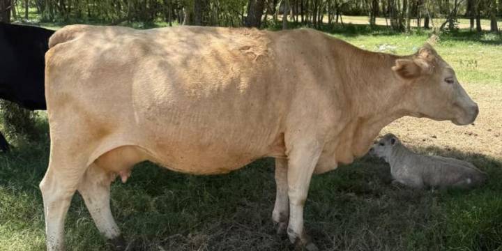 El ejemplar fue hallado en un rancho del mismo municipio gracias a investigaciones, asegurado y listo para ser devuelto a su propietario