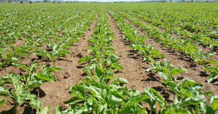 ASAJA y el resto de organizaciones agrarias rechazan la nueva PAC y advierten de movilizaciones si no se rectifica