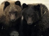 Wilder Institute/Calgary Zoo to euthanize Khutzeymateen, 35