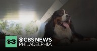How dogs determine who their favorite family member is