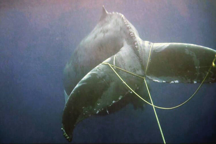 Whales getting entangled in lines, ropes in record numbers