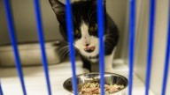 Former employee voices concerns about Cumberland County Animal Services