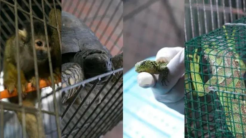 Estaban fuera de su hábitat natural: rescatan más de 800 especímenes de fauna silvestre en Lima [FOTOS]