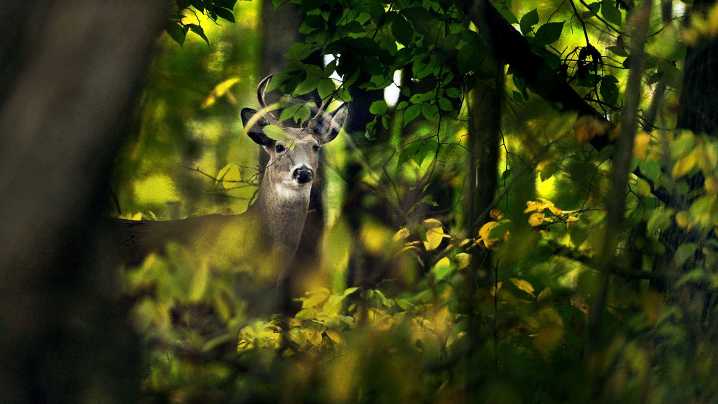 Indianapolis must use eminent domain to save urban forests